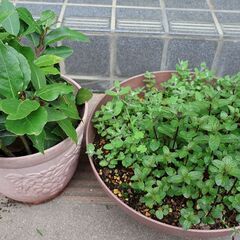 草花、多肉植物、ハーブ等をおわけしますの画像