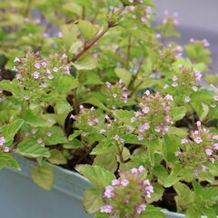 草花、多肉植物、ハーブ等をおわけしますの画像