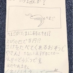ヌマエビ☆10匹☆100円の画像