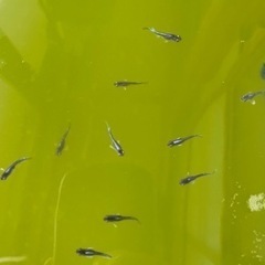 ミッドナイトフリル体外光稚魚〜幼魚