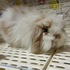 うさぎ