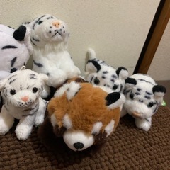 ホワイトタイガーとレッサーパンダ♡の画像