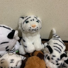 ホワイトタイガーとレッサーパンダ♡の画像