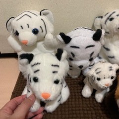 ホワイトタイガーとレッサーパンダ♡の画像