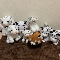 ホワイトタイガーとレッサーパンダ♡
