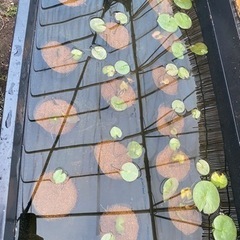 睡蓮　ビオトープ　ガーデニング　の画像
