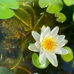 睡蓮　ビオトープ　ガーデニング　の画像