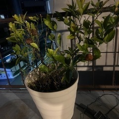 柑橘系の木5 コ