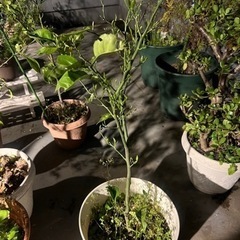 柑橘系の木5 コの画像