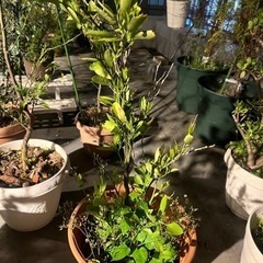 柑橘系の木5 コの画像