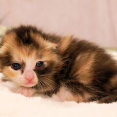 4月17日生まれ野良猫の赤ちゃんを保護しました三毛猫ちゃん