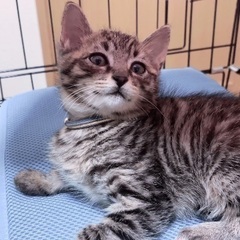 ふわふわ毛並の男の子(2ヶ月)