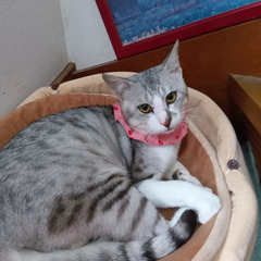 トライアル申込いただきました。奄美大島からきました。きれいなグレ...