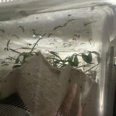 カマキリの幼虫の画像