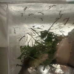 カマキリの幼虫の画像