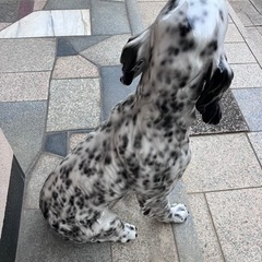 ★イタリア製　★犬の置物 ★陶器　★大型犬 ★MADE IN ITALY ★の画像