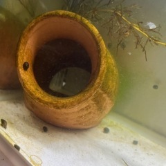 ヒメタニシ 稚貝🐚
