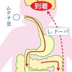 岡山産ムクナ豆100gの画像