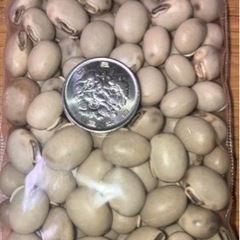 岡山産ムクナ豆100gの画像