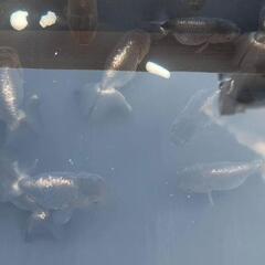 金魚、メダカの画像