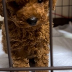🐩トイプードルタイニーサイズ20万