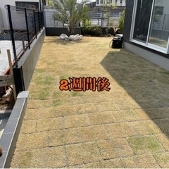 高麗芝、野芝、TM9.つくばグリーン、対応。アフター保証付き。の画像