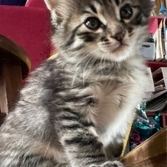 子猫２匹！決まりました！