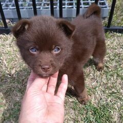 生後２ヶ月　チョコレート色のももちゃん里親募集 - 犬
