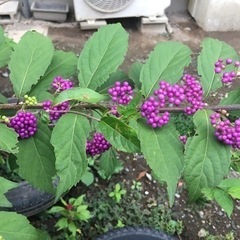 コムラサキシキブ(紫式部)の画像