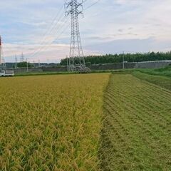 2024年9月収穫　キヌヒカリ　30㎏