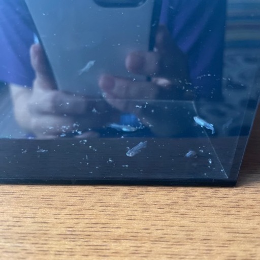 メダカフロマージュ稚魚１０匹セット