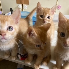 子猫の里親を募集しております