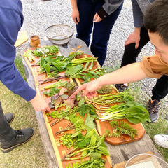 東北からの山菜たちも集結！日本一の山菜体験教室！4~5月編！２４種類栽培　トップレベルの山菜試食１５種類以上。　日本トップレベルの山菜に出会えて一度に見れる場所　　知れば楽しくなる！(本格派山菜体験）常総市　の画像