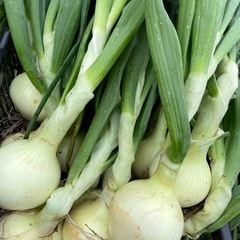 無農薬　有機栽培　朝採れ　新玉ねぎ　　10個　新鮮です