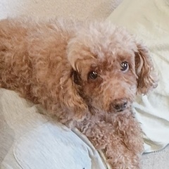 【成犬】トイプードル里親募集