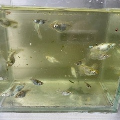めだか　緑光変種　1匹200円の画像