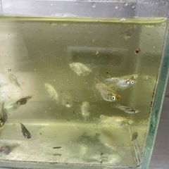 めだか　緑光変種　1匹200円の画像