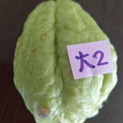 ハヤトウリ　種　緑色　大２の画像