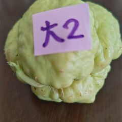 ハヤトウリ　種　緑色　大２の画像