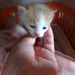 子猫差し上げます