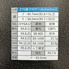☆能勢YG血統オオクワガタ成虫ペア83.5mm&53.0mm☆の画像