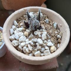 観葉植物　希少アロエ　ハオルチオイデス　生活雑貨 家庭用品 ガー...