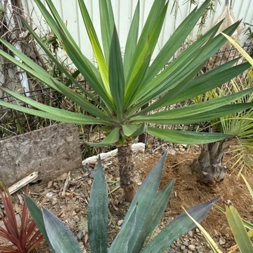 ユッカグロリオサ　幹立　スカート　120cm