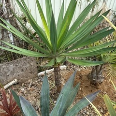 ユッカグロリオサ 幹立 スカート 120cm