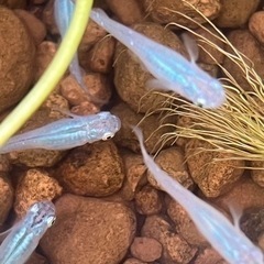 深海(青みゆき)メダカ10匹プラスαの画像
