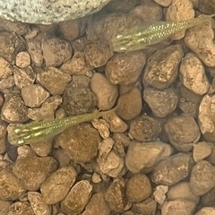 メダカ　琥珀(こはく)ラメ✨10匹➕αの画像