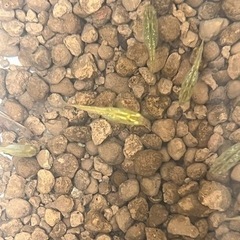 メダカ　琥珀(こはく)ラメ✨10匹➕αの画像