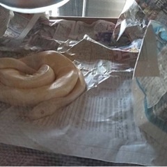ボールパイソンとコーンスネークの里親募集します🐍