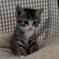 超可愛い３匹保護の子猫