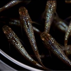 メダカ　琥珀ブルーラメ　15匹の画像